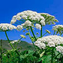 Инвазивные растения. Чем они опасны